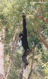 Gibão-preto (Hylobates concolor)