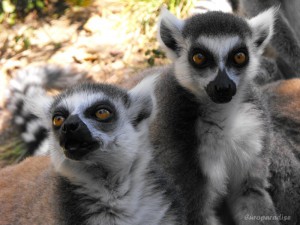 Lémure-de-cauda-anelada (Lemur catta)