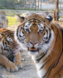 Tigre (Panthera tigris)