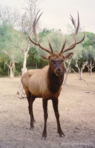 Wapiti (Cervus elaphus canadensis)